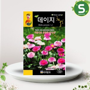 솔림텃밭몰 데이지씨앗 300립 데이지 꽃씨앗 혼합종, 1개