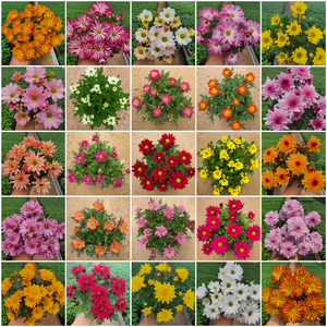 [무지개 / 색상선택가능] 국화 꽃 화분 (소국 꽃크기 3cm 6cm), 33. 가드닝_퍼플 홑꽃 (브리즈 카시스)﻿