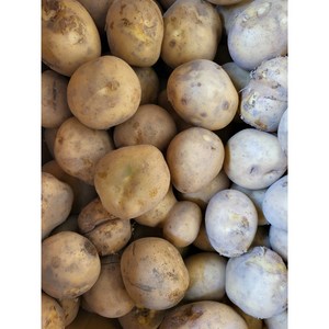 25년 못난이감자 파지감자 10kg 20kg, 못난이감자 20kg, 1개