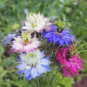 [모야모 꽃씨] 니겔라 4종 씨앗 선택구매, 인디고블루 20립, 1개