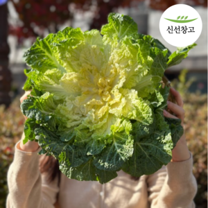 신선창고 단맛 좋은 진도 햇 봄동, 1박스, 1kg