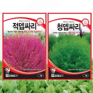 뎁싸리 씨앗 2종 세트 청색 적색 뎁싸리씨 코키아 종자, 단품