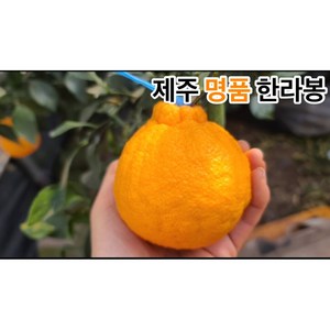 <제주빛가람> 제주 명품 새콤달콤 한라봉 당도선별 한라봉, 1박스, 4.5kg(18과내외)