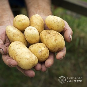 지금수확중 24년 수미 햇 감자 2kg 3kg 5kg 10kg 하우스햇감자 제주감자 간식 수미감자, 3kg (중), 1개