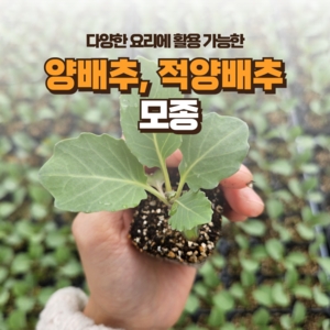 [양배추 모종] 정프러그 양배추 적양배추 모종, 양배추, 36개