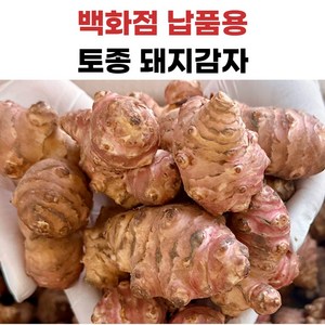 더좋은 돼지감자 국내산, 1개, 5kg