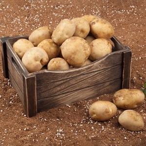[킹스]국내산 감자 달걀크기 1kg 2.5kg