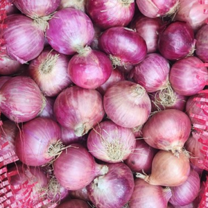 샬롯 험댕 shallot, 1개, 10kg