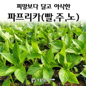 [모종심는아빠] 피망보다 달고 아삭한 파프리카모종, 1개, 노랑