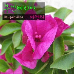 [허브여울] 부겐베리아 마젠타 (진분홍) 지름 15cm 중품화분, 1개, 상세페이지 참조