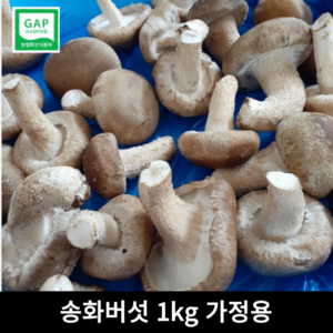 [산지직송] 송화버섯 1KG 무농약 가정용 식당용 송화 송화고 송향 버섯 솔송화 고기식감 착한송이 항암효과 면역력향상 캠핑 반찬, 1박스