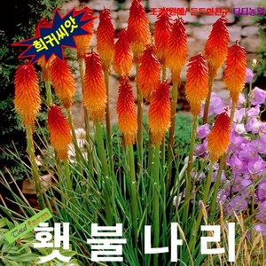 (희귀씨앗) 니포피아 (Torch Lily 횃불나리) 5립, 1개