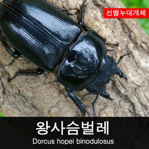 왕사슴벌레 암컷 49mm (생물샘라인 누대), 1개