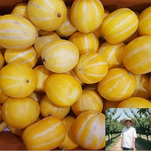 [성주 직배송] 아삭 끝판왕 성주 가정용 참외 (먹기좋고 당도최고인 중과 중소과 혼합), 1박스, 2kg