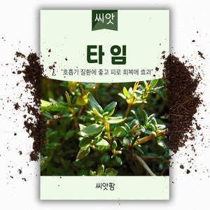 타임씨앗(150립) 허브, 1개