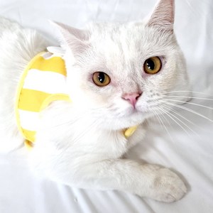 나마스펫 스마일 플라워 강아지 하네스 리드줄 세트, 옐로