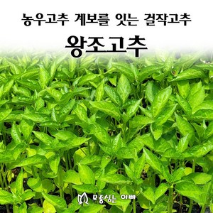 [모종심는아빠] 농우고추의 계보를 잇는 걸작 왕조고추 모종, 12개