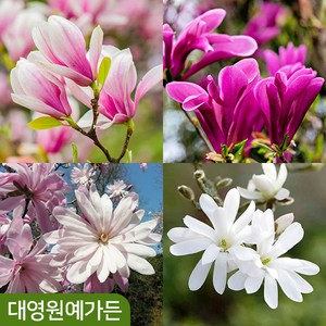 고급 신품종 목련나무 12종 택1 개화주 별목련, 01. 조지헨리칸 흙분, 1개