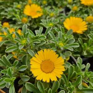 아비가든 금화 1+1 화분포함 노지월동 국화 골드코인, 1세트, 노랑+그린