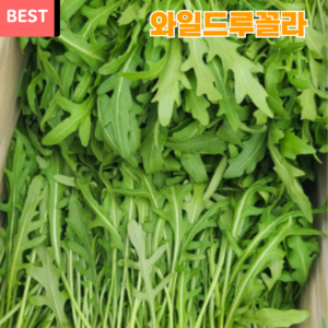 당일수확 산지직송 와일드 루꼴라 국산, 500g, 1개