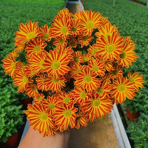 [무지개/색상선택] 미니 국화 (꽃크기 3cm 소국 화분), 10.진한주황+노랑(스위프티 브론즈바이컬러), 1개