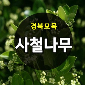 [경북농원] 사철나무묘목 3년생/수고 1M이상 조경수 정원수 울타리, 사철나무 H.60cm이상  1주, 1개