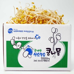 [ 평점 4.8이상 무농약 인증] 생산 콩나물 국산콩 산소 콩나물, 5kg, 1개