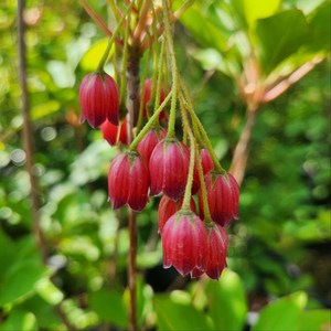 리서스원예 단풍철쭉 방울철쭉 베니사라사 나무 묘목 21cm 포트묘, 베니사라사 21cm 포트묘, 1개