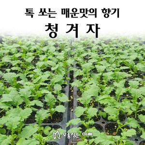 [모종심는아빠] 톡쏘는 매운맛과 향기 청겨자, 6개