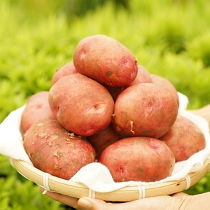[선별엄선]세상모든농부 25년 햇 카스테라 홍감자 자색, 1박스, 5kg 중(통구이용)