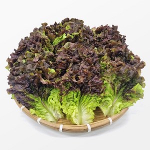 사계절 청년농부 신선한 꽃상추 적상추 당일수확 산지직송, 1박스, 2kg