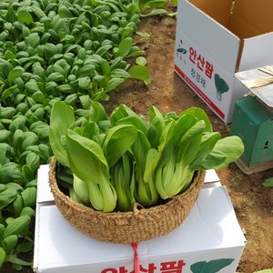 안산팜 싱싱하고 맛있는 청경채 [GAP인증], 2kg, 1박스