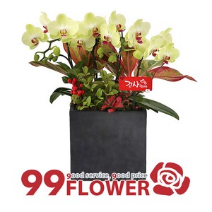 (주)99플라워 NEW 디자인 서양란 포춘 [ST-H423]당일배송, 1개