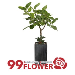 99플라워 공기정화 뱅갈고무나무(키120cm내외) [ST-D484], 1개
