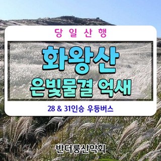 [경남 창녕] 화왕산 은빛물결 억새 28인승 리무진버스