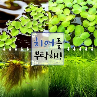 부상수초 랜덤 세트