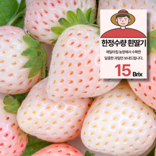 신데렐라 딸기