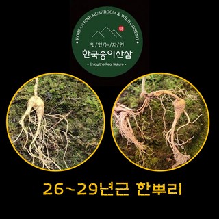 한국송이산삼 자연산 산삼 야생산삼 진품감정서 명절선물 26~29년근 1뿌리 자연산산삼 산삼판매 자연삼 지종삼 천종삼 산삼먹는법 산삼효능 산삼의효능 부모님건강식품, 1개