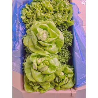 [스마트팜코리아] 저속노화 유러피안샐러드 1kg 샐러드, 1개