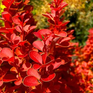 목하원예조경 신품종 매자나무