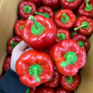 제이네식탁 국내산 홍파프리카 5kg