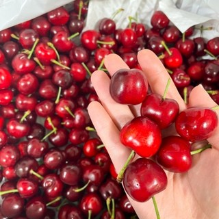 개구리와두꺼비 초고당도 생 체리 달콤하고 아삭한 특대9.5R사이즈 미국산 500g 1kg 2kg, 1박스