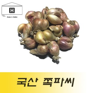 쪽파씨앗 쪽파종구 1kg 국산쪽파씨 쪽파종자 쪽파파종 예천쪽파, 1개