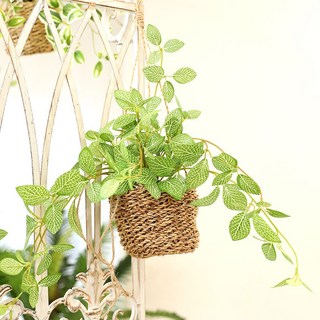 [1+1]인테리어 조화 행잉플랜트 벽장식 가랜드 뉴행잉넝쿨화분바구니세트 1세트 휘토니아 상품 이미지