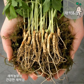 새싹삼 소50뿌리(약17~20cm미만), 1개