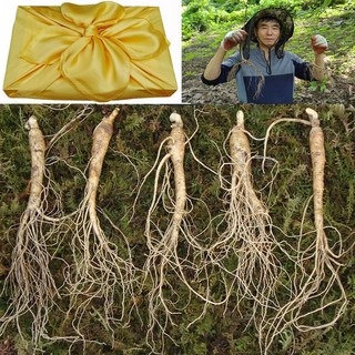 천봉산삼 6 8 10년근 산삼 장뇌삼 산양삼 산양산삼 자연산 주 새싹 장뇌 설 추석 선물세트, 1개, 5-6년근 5뿌리