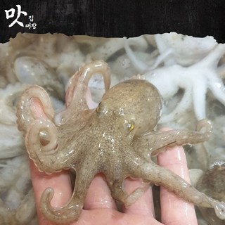 맛집대장 오동통 자연산 인천 옹산 알배기 활쭈꾸미 특산물, 1박스, 2kg