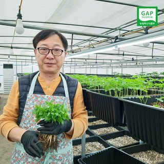 청정 담양에서 자란 특대 진새싹삼 30~35cm 30뿌리/50뿌리, 50개, 9g 새싹쌈 청정 담양에서 자란 특대 진새싹삼 30~35cm 30뿌리/50뿌리, 50개, 9g 새싹쌈