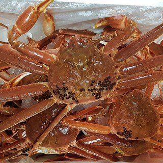 [산지직송]영덕박달대게(대) 3마리 5마리 10~10.5cm 동해에서 갓 잡아온 선주직송 싱싱한 영덕대게 대게 구룡포대게 포항대게 홍게, 박달대게(대) 3마리, 1박스