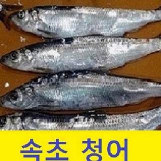 냉동 청어 통마리